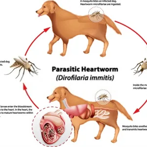 Chose Low Cost Heartworm Medicine For Dogs Over Costly Cures
