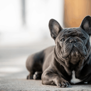 French Bulldog on Several Issues