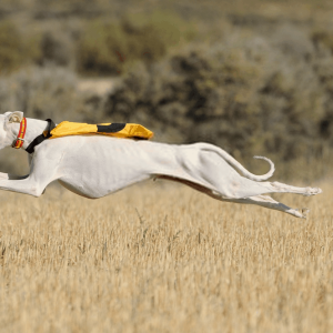 Greyhound