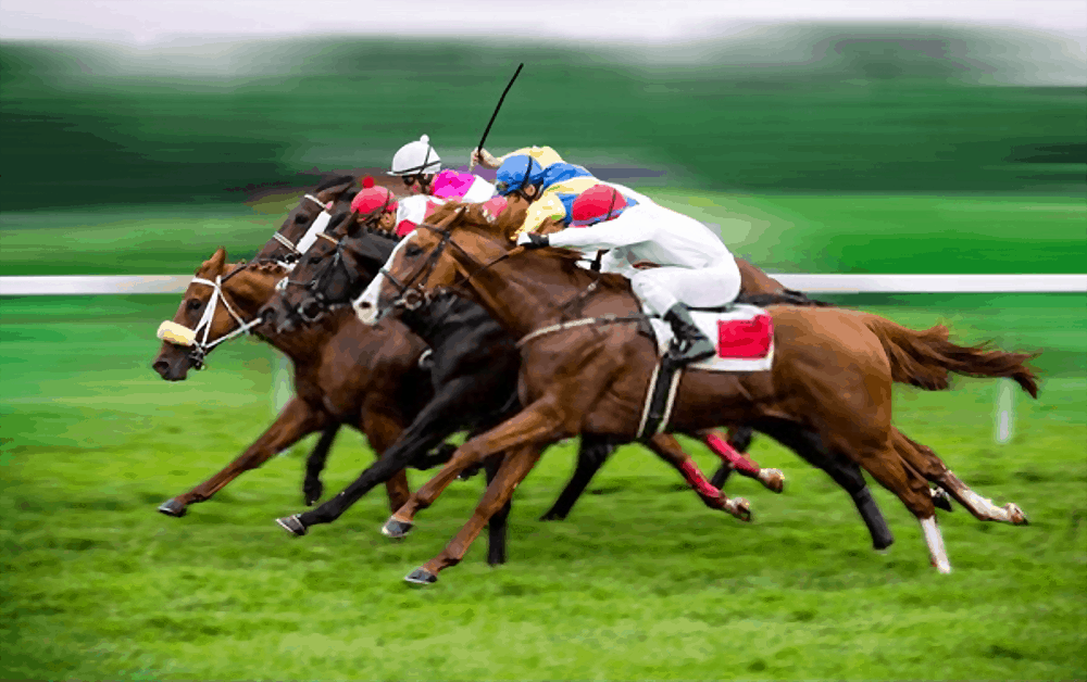 Horse Racing Tips • Tips & Tricks for Pets