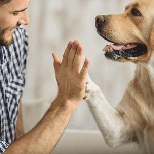 How to choose a healthy dog