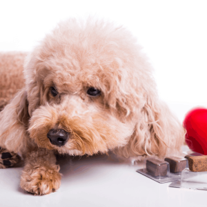 Interceptor Heartworm Medicine