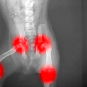 Keep Your Best Friend Pain Free With Dog Arthritis Treatment