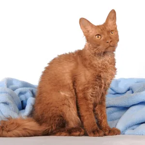 LaPerm - Cat Pradesh