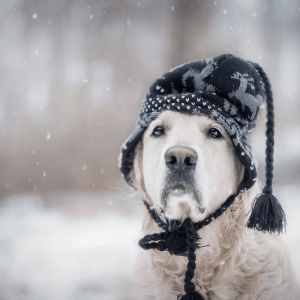 Labrador Husky
