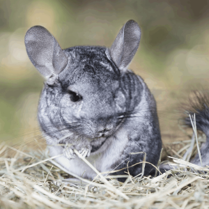 Life with a Chinchilla