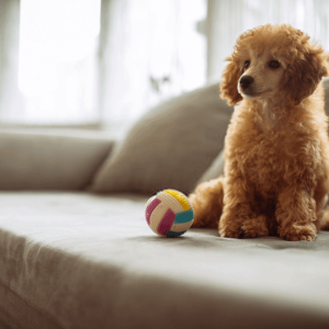 Miniature Poodle