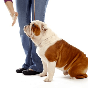 Obedience beginner set for dogs