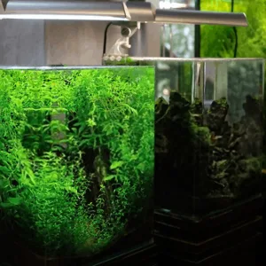 Small but great stylish nano aquarium