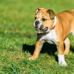 Valley Bulldog Dog