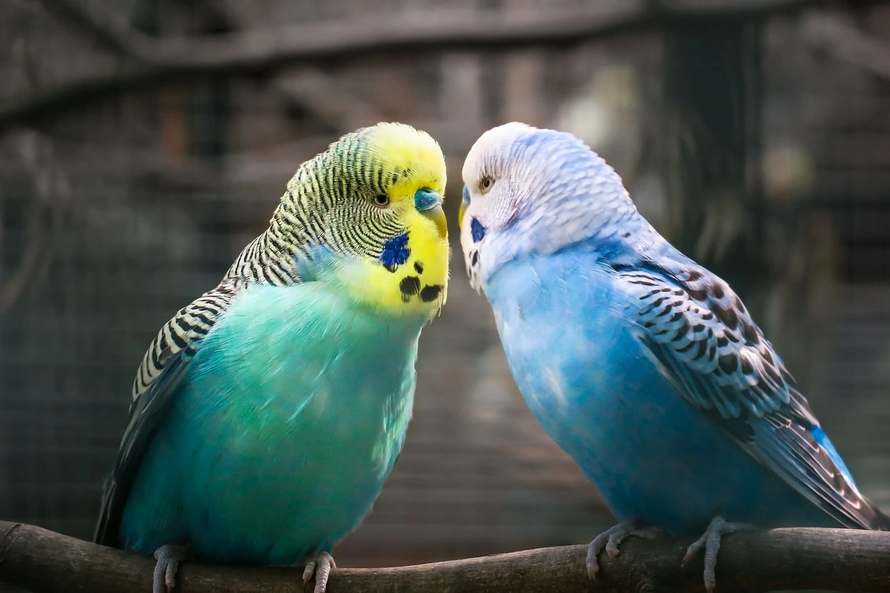 Parrot as a Pet Animal