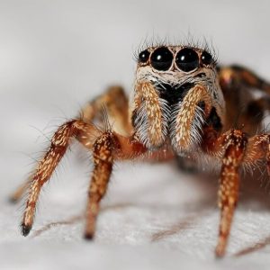 Quiz: Animal Trivia