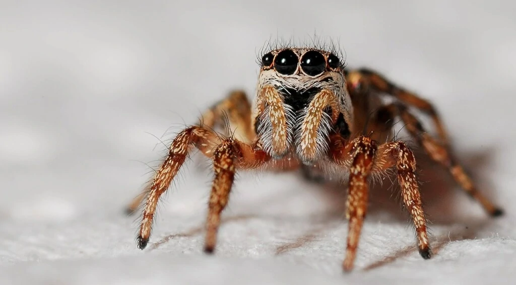 Quiz: Animal Trivia