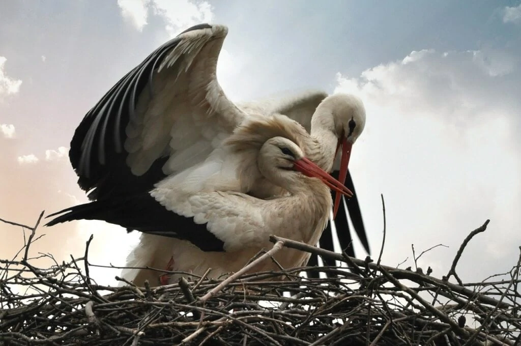 Bird Quiz Here as Pet