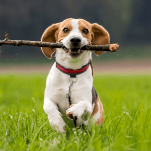 beagle dog