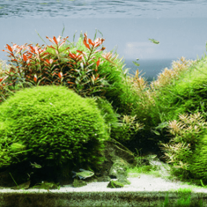 Aquarium Supplies for any Budget and Personality