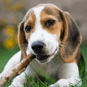 Chewing On Sticks