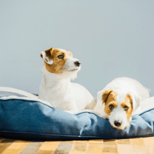 Dog Bed Reviews