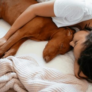 Pet Beds to Save the Marriage