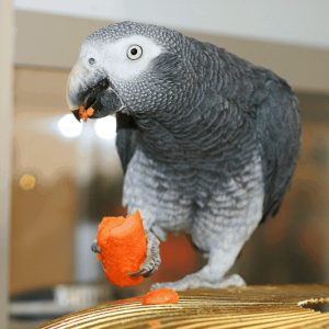 Pet Bird Needs