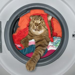 Pet Products for Anybody