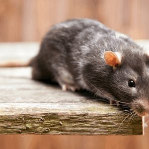 Pet Turtles and Pet Rats