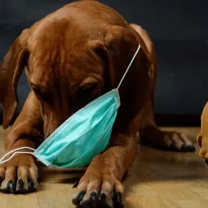 Preventing Pet Health Problems