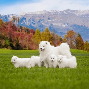 Samoyed - Dog Pet - Large Pet