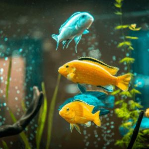 Tropical Fish