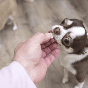 Pet medicine – save time and money!