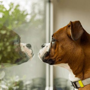 The Dog Wants To Go Out while is Covid19
