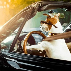 Top Ten Hot Weather Do’s And Don’ts For Dogs