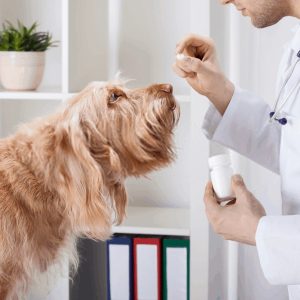 Dog medicine – to help your pet lead a life of health and vitality!