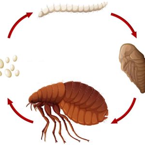 Advantage flea control