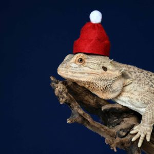 Are Bearded Dragons Friendly
