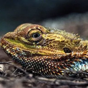 Are Bearded Dragons Nocturnal