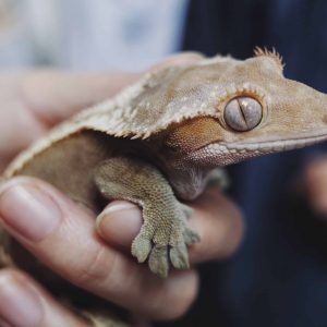 Are Crested Geckos Easy To Take Care Of