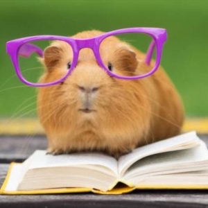 Are Guinea Pig Harnesses Safe