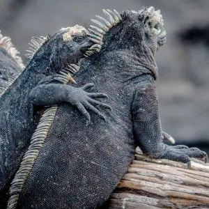 Are Iguanas Dangerous