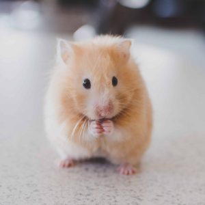Are Pet Mice Friendly