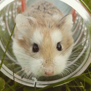 Are Pet Mice Nocturnal