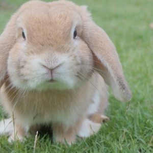 Are Pet Rabbit Bites Dangerous
