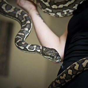 Are Pet Snakes Good Pets