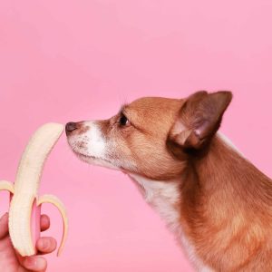 Can Dogs Eat Bananas