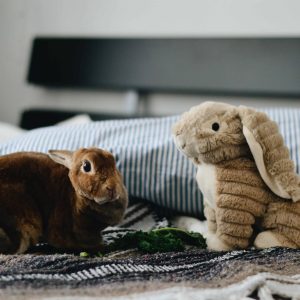 Can Pet Rabbits Live Outside
