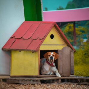 are dog kennels open during Covid