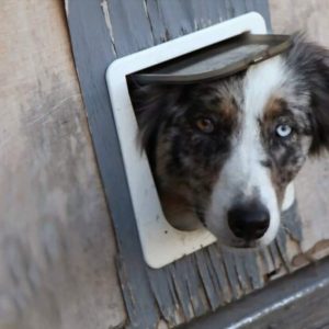 are dog flaps safe