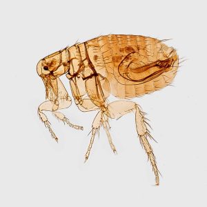 Are Cat and Dog Fleas The Same?