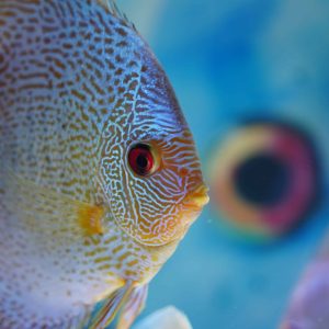 Can Pet Fish Have Babies?