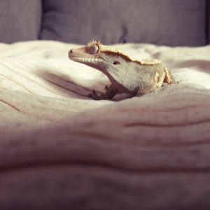 Are Crested Geckos Social